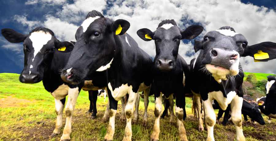 dairy cows shed resource consent